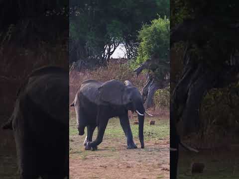 This is how an elephant walks with 3 legs ?