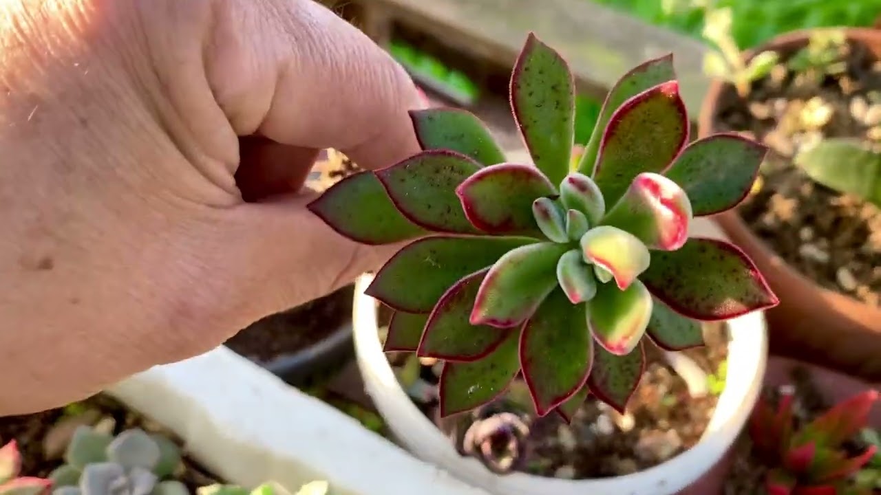 Kübra Hanımın Annesinin Doğum Günü İçin Hazırladığım Seçmeli Kargosu🥰