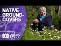 The best native groundcover plants for your garden | Australian native plants | Gardening Australia