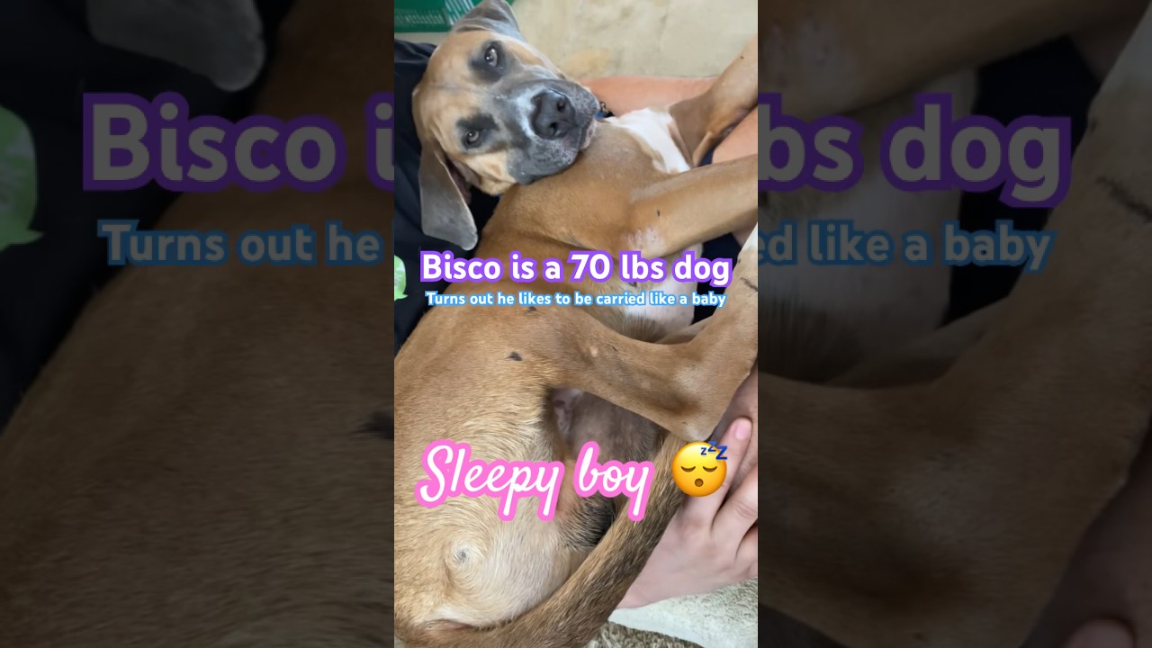Bisco Baby!! Big dogs like to be carried too? 大型犬も抱っこして〜 
