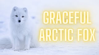 Unlocking Secrets: 5 Amazing Facts about Arctic Foxes by Striking Animal Kingdom 169 views 3 months ago 2 minutes, 46 seconds