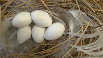 ¿Dónde ponen sus huevos las colas de golondrina negras?