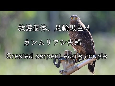 【野生復帰個体】カンムリワシ夫婦 Crested serpent eagle couple.