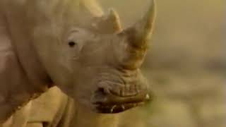 La Guerra Del Rinoceronte - National Geographic 1987