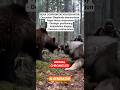 Caucasian Shepherd vs. Bear: Mountain Guardian 🐾