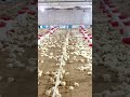 Raman Lakhaser viral song😱😱 #farming