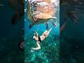 Swimming with a #turtle #gilitrawangan #lombok