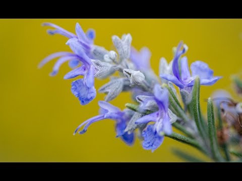 Video: Biberiye Nasıl Ve Hangi Yemeklere Eklenir