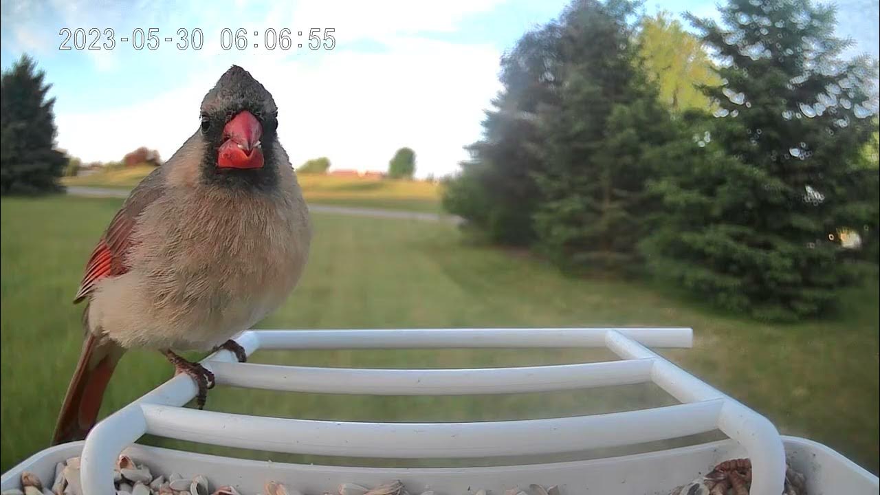 Smart Bird Feeder Identifies Female Northern Cardinal YouTube