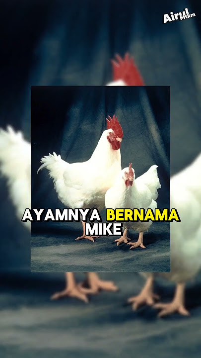 Ayam tanpa kepala yang masih hidup selama 18 bulan #hewan #misteri #faktaunik