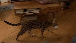 Bengals and playing fetch - Ifness Bengal Cattery by Ilona Koeleman-Lubbers 24 views 2 years ago 58 seconds