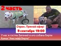 СТРИМ [9 сентября 19:30]. У нас в гостях Женя и Берта с канала "Амстафф Берта"