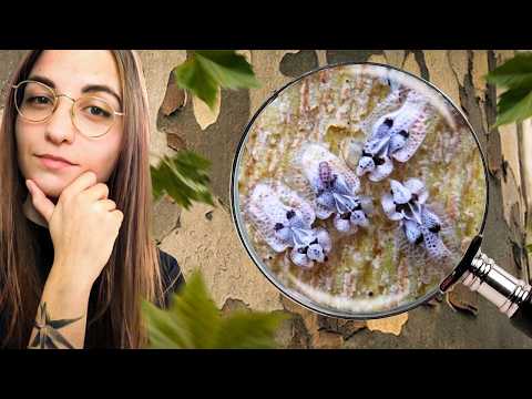 4 minutes pour comprendre le TIGRE DU PLATANE