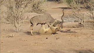 Lioness Brings Down A Kudu Bull