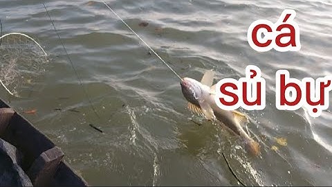 hành trình đi kéo câu giăng,(lê nghĩa cần giờ)