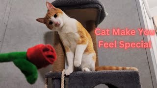 Cat People will Understand, How Special they Make you Feel 🥰 Funny Cat Videos 🤣Must Watch Full 😂 by Namira Taneem 🇨🇦 112 views 13 days ago 21 minutes