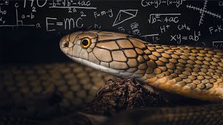 SMARTEST SNAKE IN THE WORLD