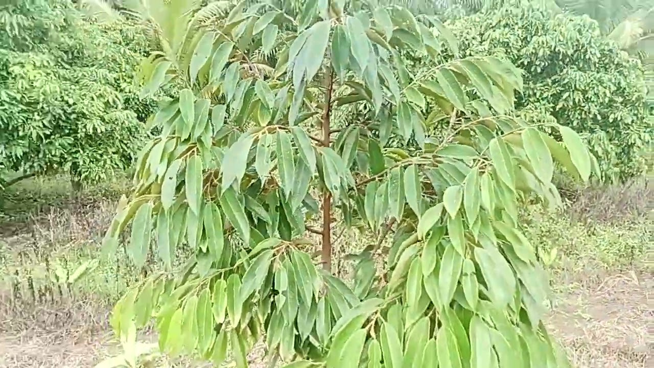 หญ้ารกกับหญ้าไม่รกแบบไหนดีมาดูกัน