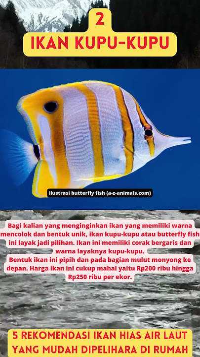5 Rekomendasi Ikan Hias Air Laut yang Mudah Dipelihara di Rumah