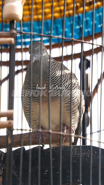 perkutut Krossing irama