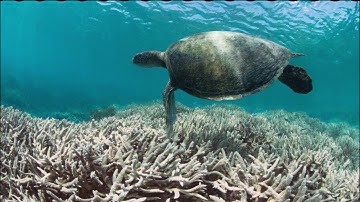 Motion graphics - Climate change