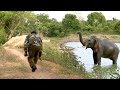 Wildlife officials injected medicine to this big tusk elephant whose leg was injured