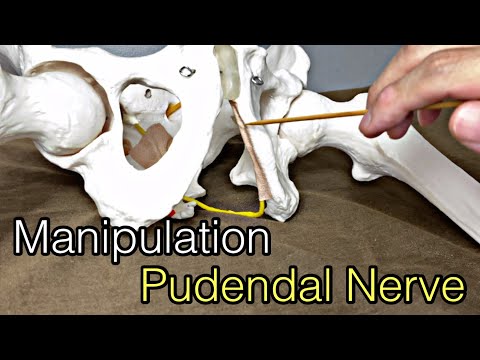 How to do neural manipulation for pudendal nerve (English)