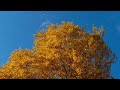 Stunning golden birch tree against a vibrant blue sky evokes autumn's and serenity for seasonal