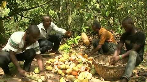 Cocoa and Forest Initiative Forum