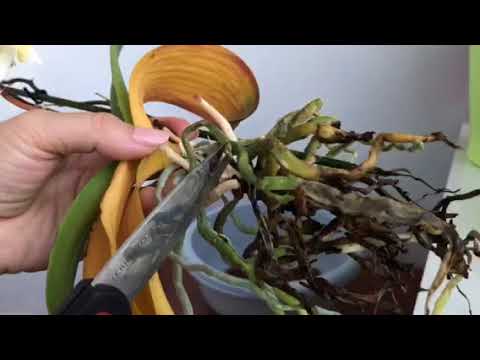 Βίντεο: Πολλαπλασιάζοντας τα παχύφυτα Adromischus - Μάθετε για τον πολλαπλασιασμό φυτών Key Lime Pie