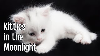 Kitties in the Moonlight | Relaxing Piano Music for Cats