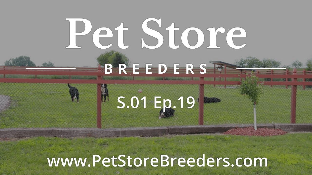 Pet Store Breeder Kennel Tour 19 YouTube