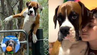 Incredible Fence Jumper Gets Adopted and Doesn't Escape Anymore | The Farm for Dogs