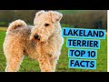 Lakeland Terrier - TOP 10 Interesting Facts の動画、YouTube動画。