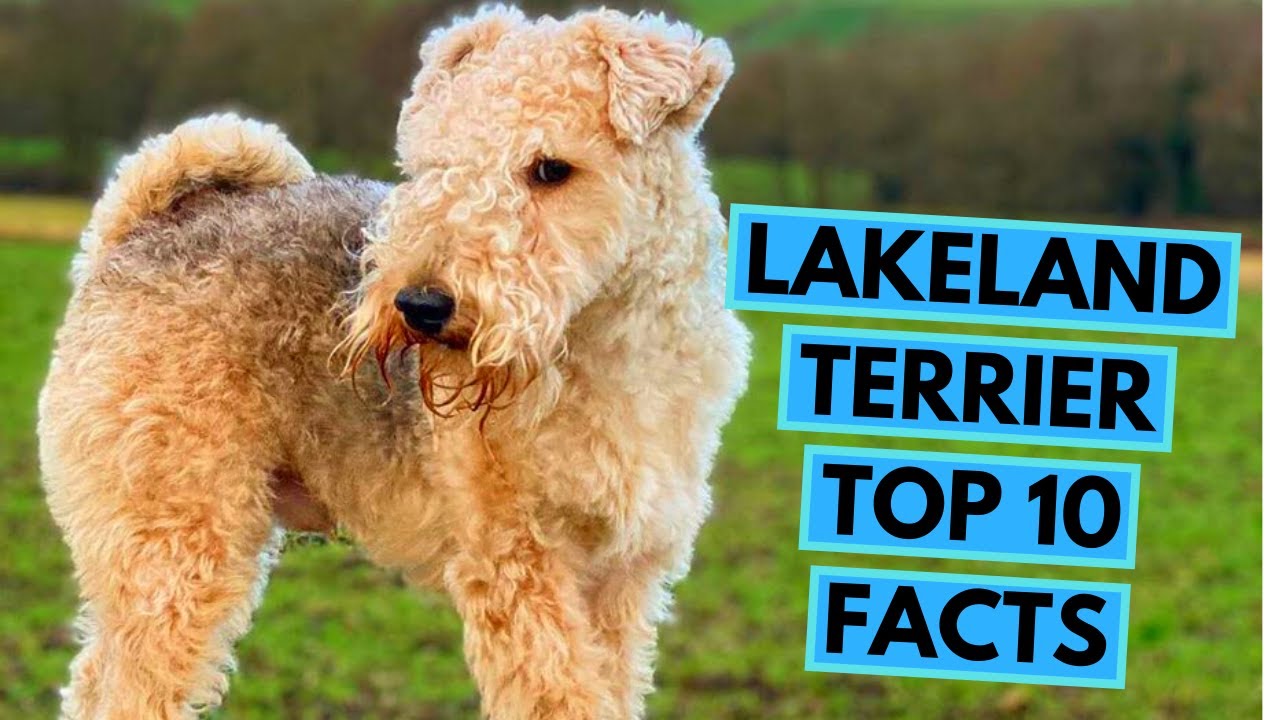 lakeland terrier weight