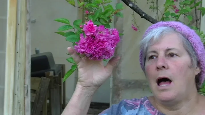 The Antique Rose Show: Episode 3