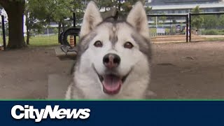 Why your dog needs the leptospirosis vaccine
