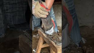 Repair thick donkey hooves in 31 seconds A true showcase of technology丨ASMR