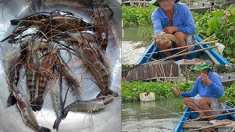 CÂU TÔM SÔNG BẰNG MỒI TRÙNG LÁ ( HÀ ĐỎ ) LÊN TÔM LIÊN TỤC