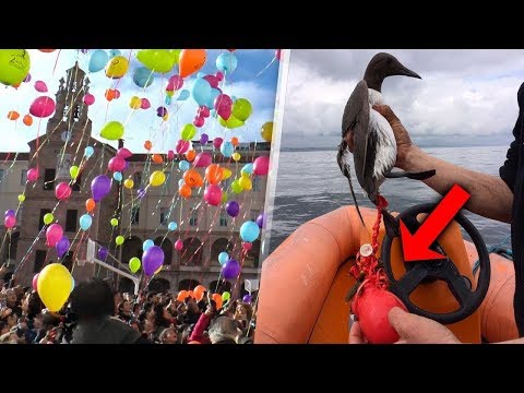 Bırakılan Balonlar Cennete Gitmiyor. Sadece Hayvanları Öldürüyor.
