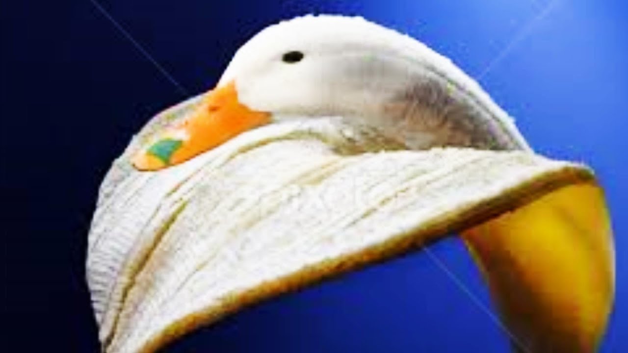 Get Decor de cuisine oiseau For iPhone
