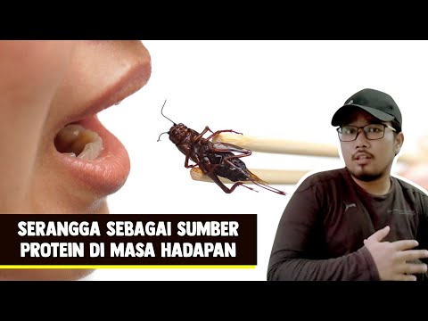 Video: Adakah Serangga Tidak Akan Menjadi Sumber Utama Untuk Protein Makanan Haiwan Peliharaan?