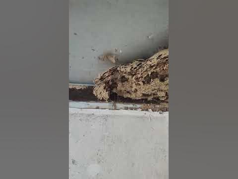 Находка в потолке, осиный улей #улей - YouTube