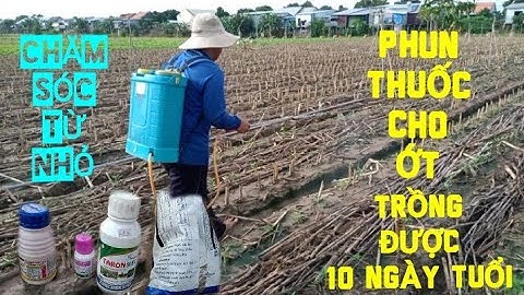 PHUN THUỐC CHO ỚT TRỒNG ĐƯỢC 10 NGÀY TUỔI