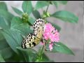 White River Gardens Butterfly Exhibit