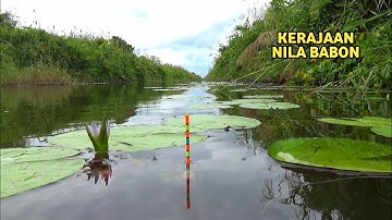 "Semakin Dicoba, Semakin Ketagihan! Mancing Nila Babon di Spot Teratai Liar!"