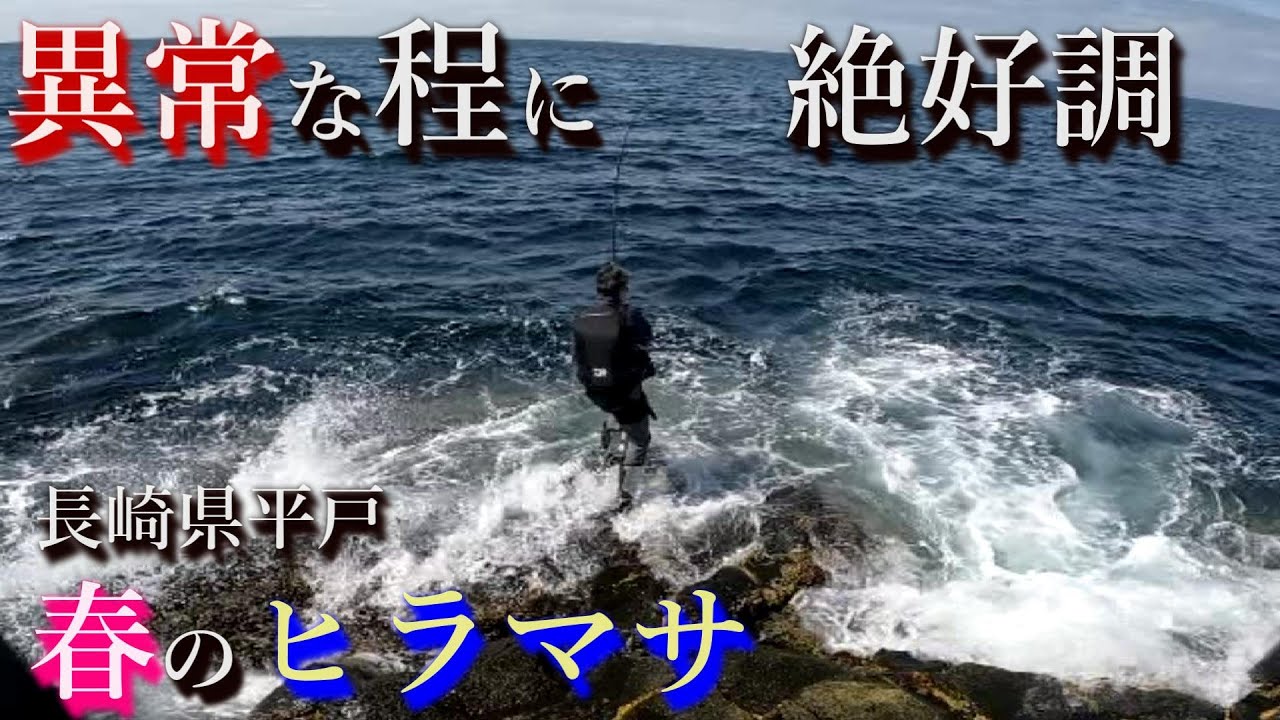 【圧巻】海面に乱舞するヒラマサ‼今年は絶好調過ぎるだろぉ～～‼