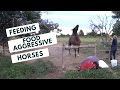 Feeding A Horse With Food Aggression