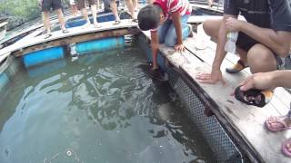 GoPro - Whiptail stingray - Langkawi Island