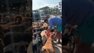 feeding 300 plus stray dogs #feedinganimal